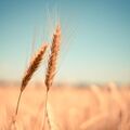 Россия предлагает ведущим мировым экспортёрам зерна создать «зерновую ОПЕК»