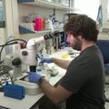 Израильские ученые получили человеческий эмбрион из стволовых клеток