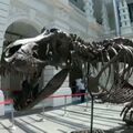 На торги Christies выставят тираннозавра