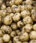 Беларусь ввела ограничения на ввоз европейского картофеля