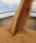 Мировой рынок зависит от экспорта зерна из Украины и Казахстана