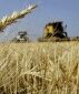 Казахстан в 2014 году экспортирует 7 млн тонн пшеницы