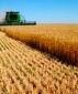 60 процентов зерновых культур собрано в Казахстане