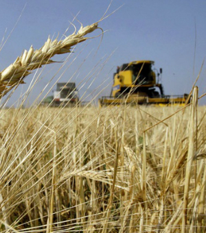 Пшеница на экспорт из РК