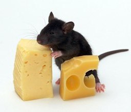 мышь с сыром