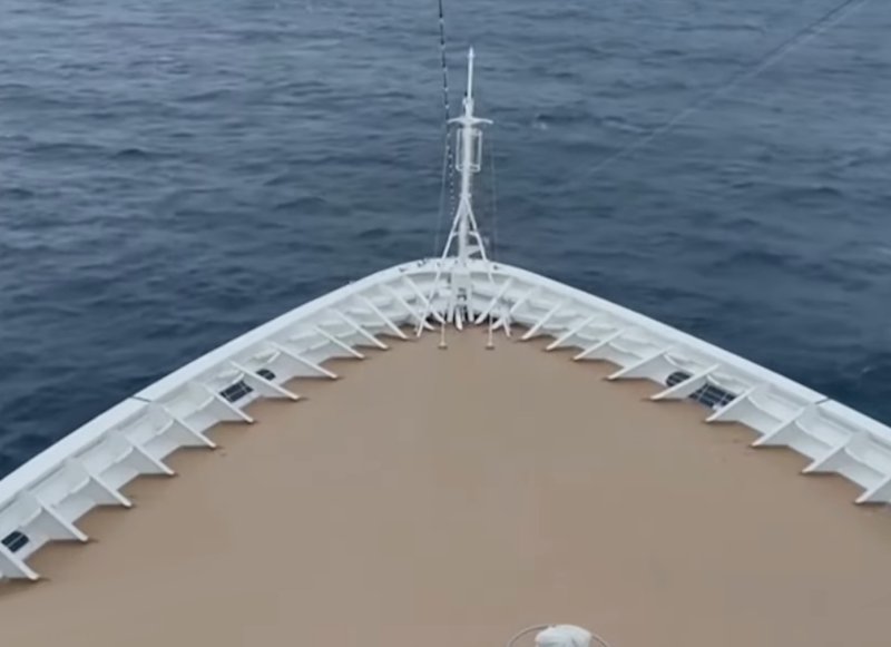 Морские моллюски «держат в заложниках» пассажиров круизного лайнера