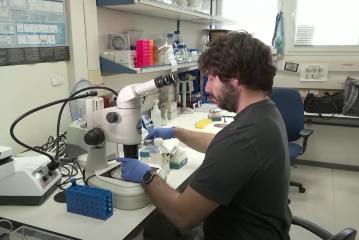 Израильские ученые получили человеческий эмбрион из стволовых клеток